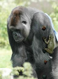 MiniTheGorilla